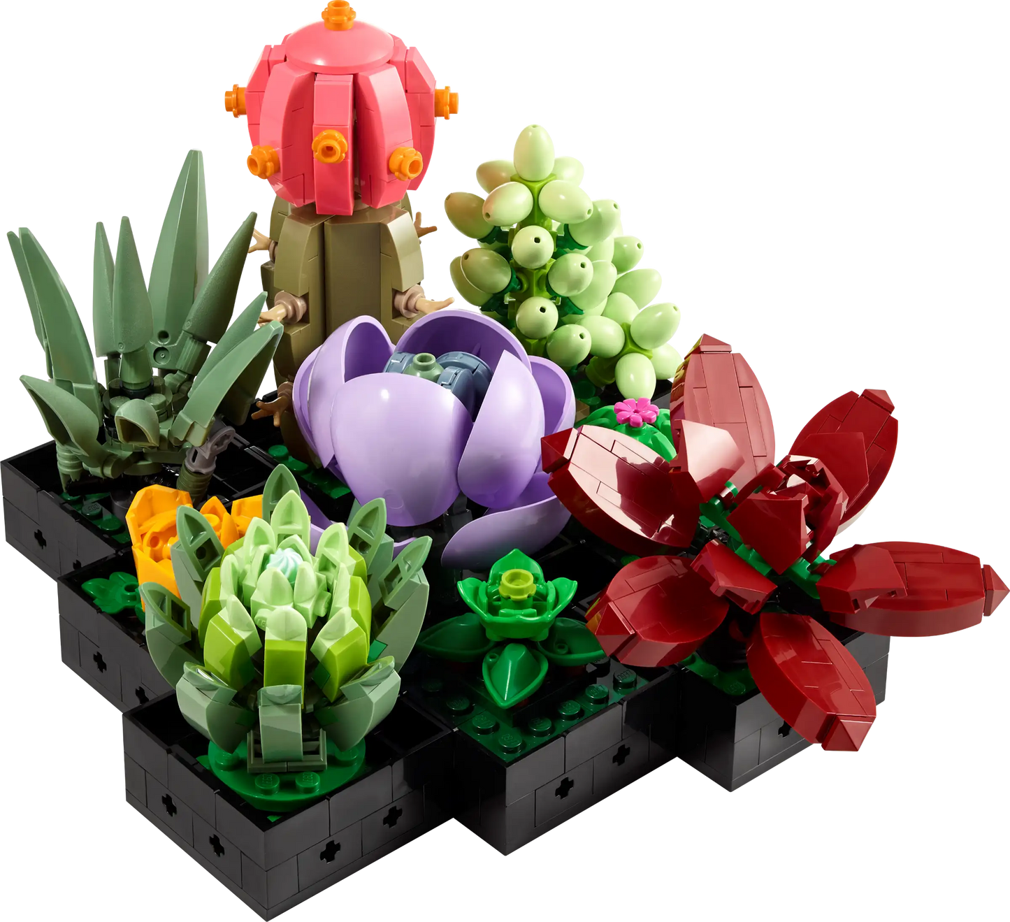 Succulents #10309