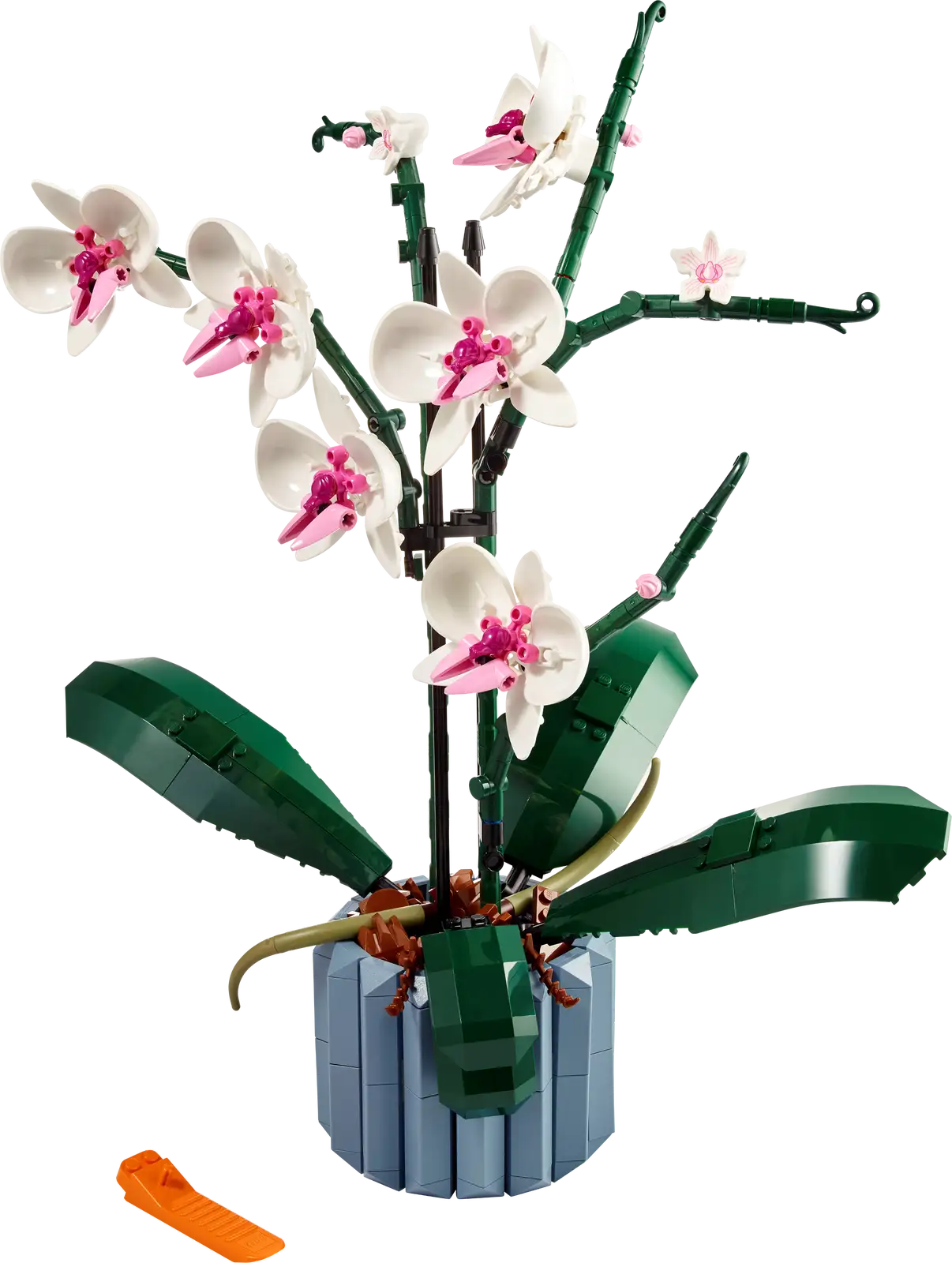 Orchid #10311