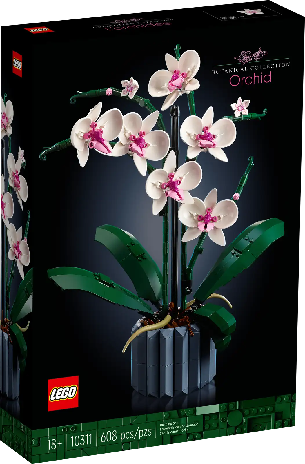 Orchid #10311
