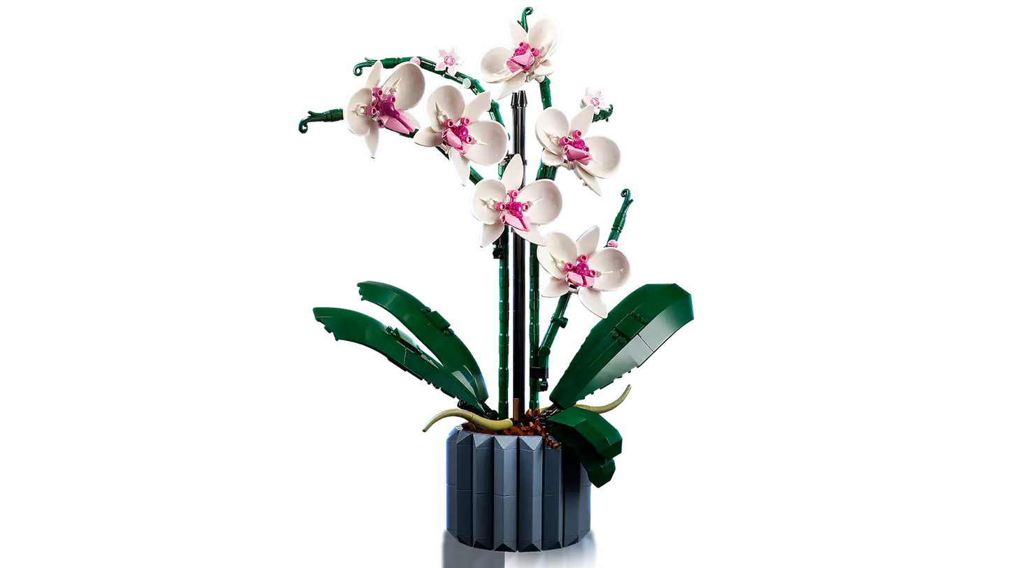 Orchid #10311