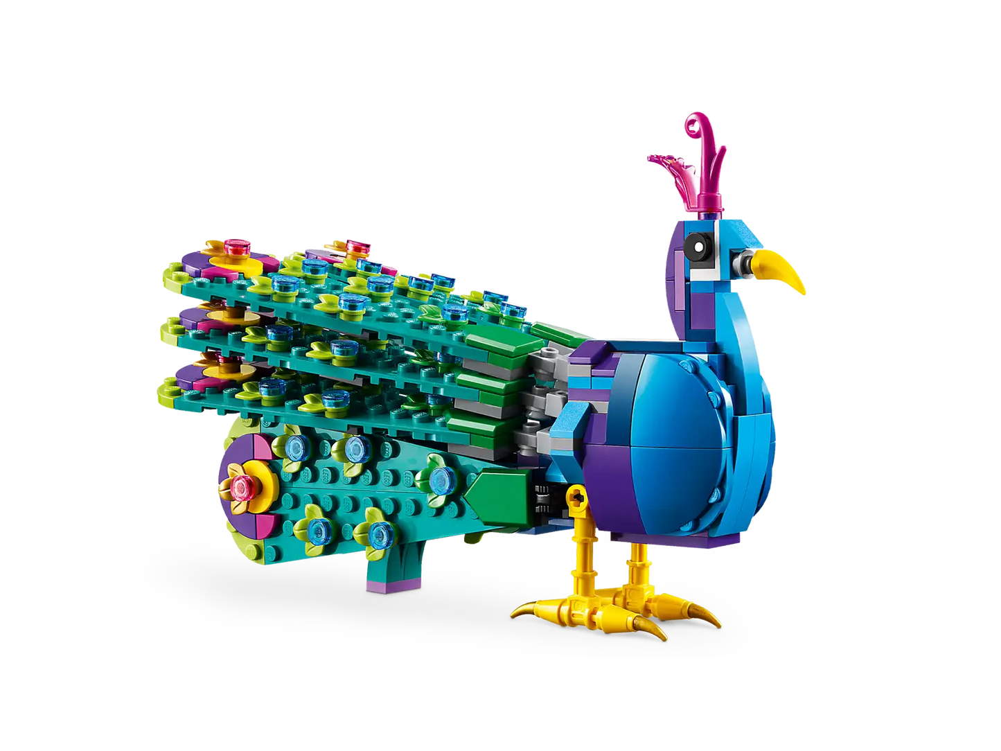 Exotic Peacock #31157