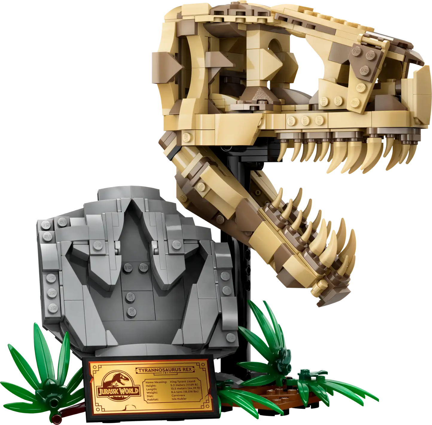 Dinosaur Fossils: T. Rex Skull #76964