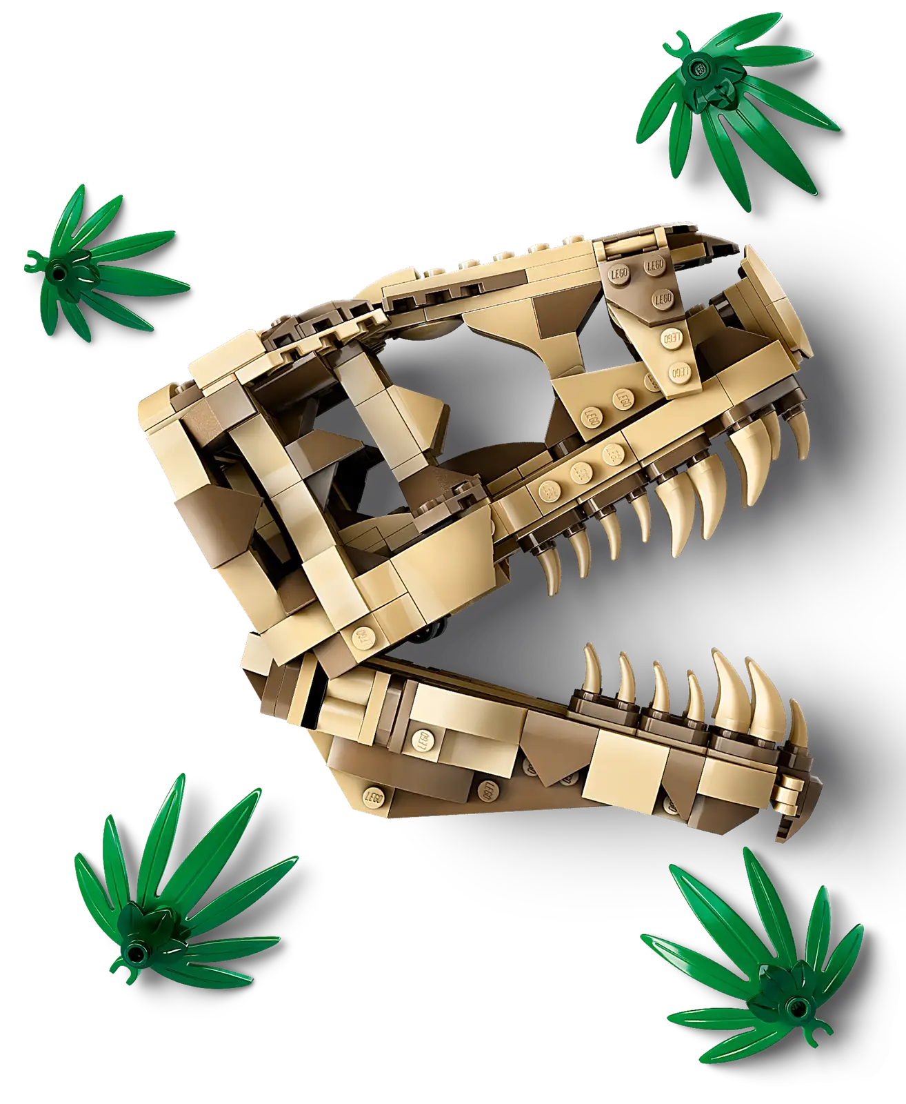 Dinosaur Fossils: T. Rex Skull #76964