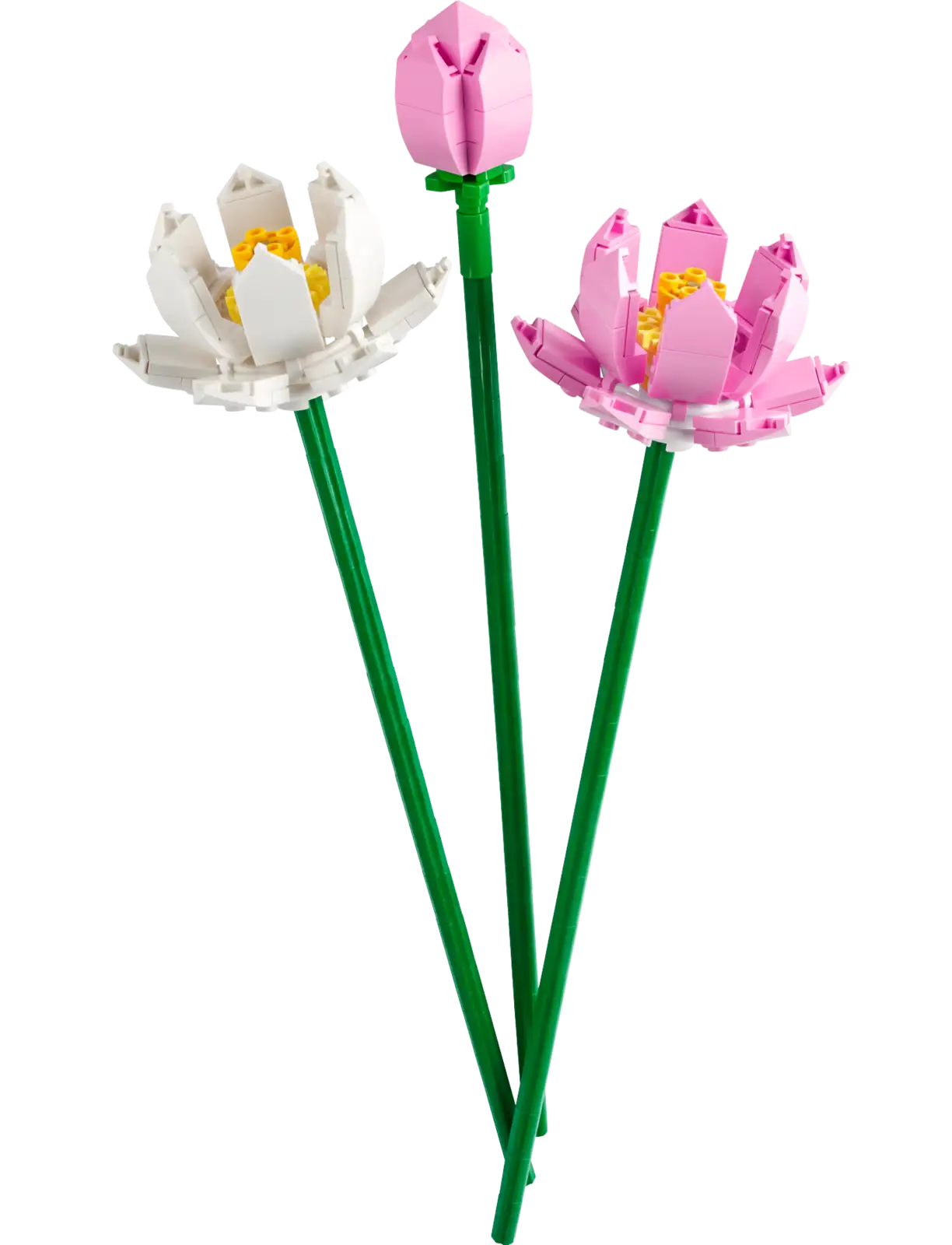 Lotus Flowers #40647